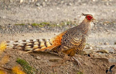 Cheer Pheasant(Catreus wallichii) photographed by Amit Kumar Srivastava in Pangot, India ...