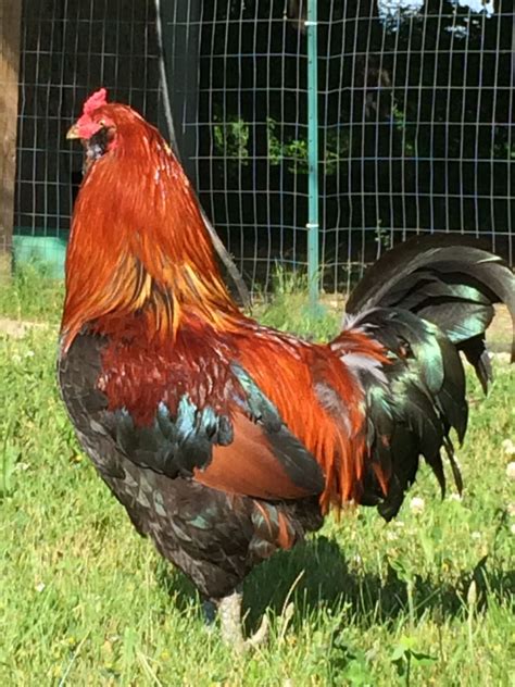 Help identifying the breed of my rooster - Page 2