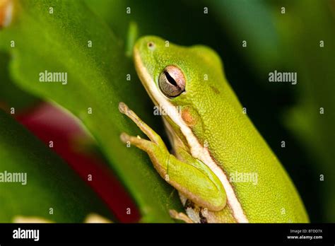 Green Tree Frog in Florida Stock Photo - Alamy