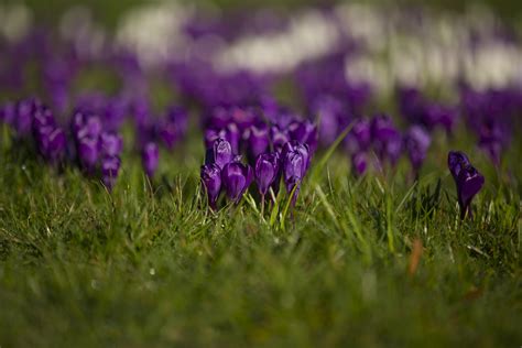 Spring Flower, Crocuses Free Stock Photo - Public Domain Pictures