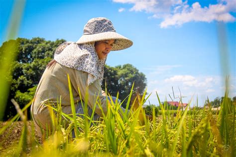 PBBM admin pushes hybrid seeds to boost rice production | Official Portal of the Department of ...