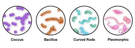 Cell Structure – General Microbiology