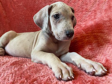 AKC Blue Fawn Merle Female Great Dane looking for a forever home!!! - Great Dane Puppies for ...