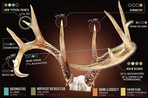 Measuring Antlers: 4 Ways to Score a Deer's Rack | Whitetail deer hunting, Elk hunting