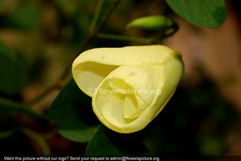 Bauhinia tomentosa flower bud