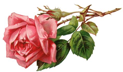 vintage rose clip art - Clip Art Library