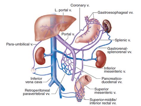 Ultrasonido Abdominal en Anormalidades Vasculares Hepáticas – Gastro Mérida