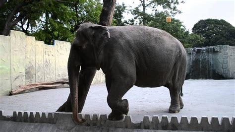 Manila Zoo Elephant MALI May 24 ,2013 - YouTube