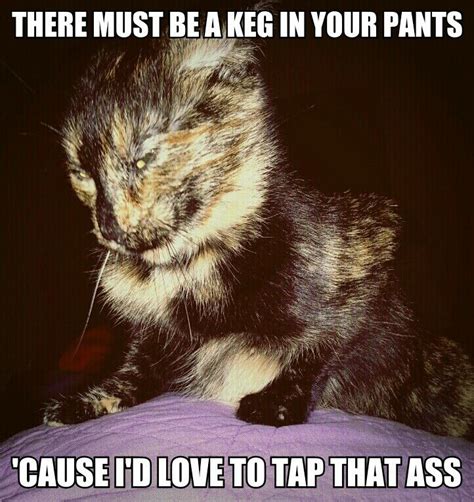 My creepy cat meme | Cat memes, Creepy cat, Animal quotes