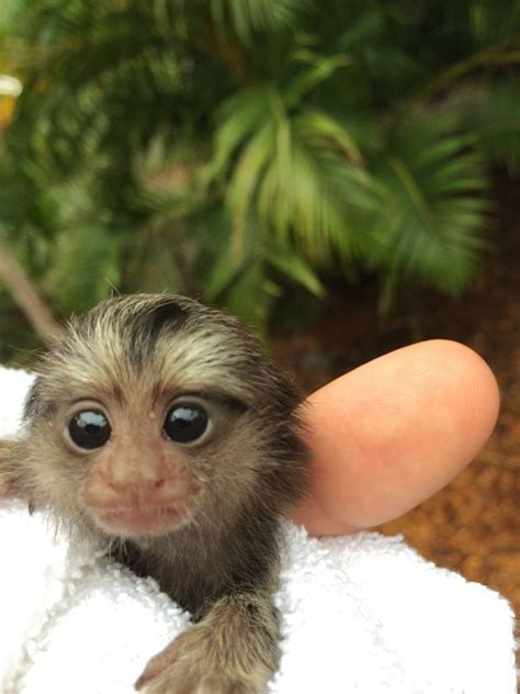 Kids Classroom Visit – Baby Monkey | The Tropical Rainforest Preserve, a Non-Profit Organization