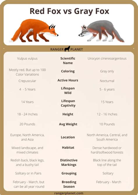 Red Fox vs Gray Fox, Differences, and How to Tell Them Apart