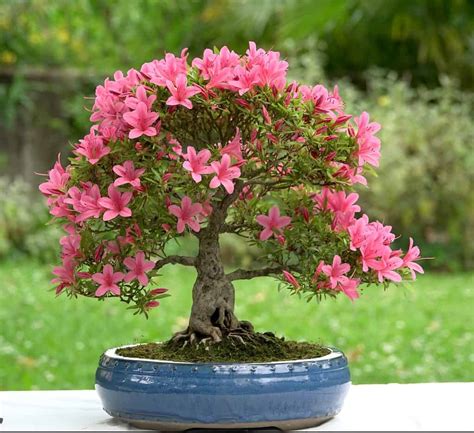 Bonsai Azalea Care Outlet | dntu.edu.vn