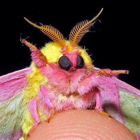 Rosy maple moth wonder | Cute moth, Colorful moths, Rosy maple moth