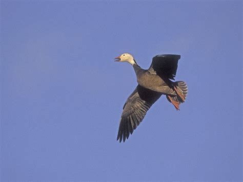 Blue Goose Hunting - Waterfowlers Challenge