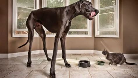 World's tallest dog Zeus dies at 3 after cancer complications