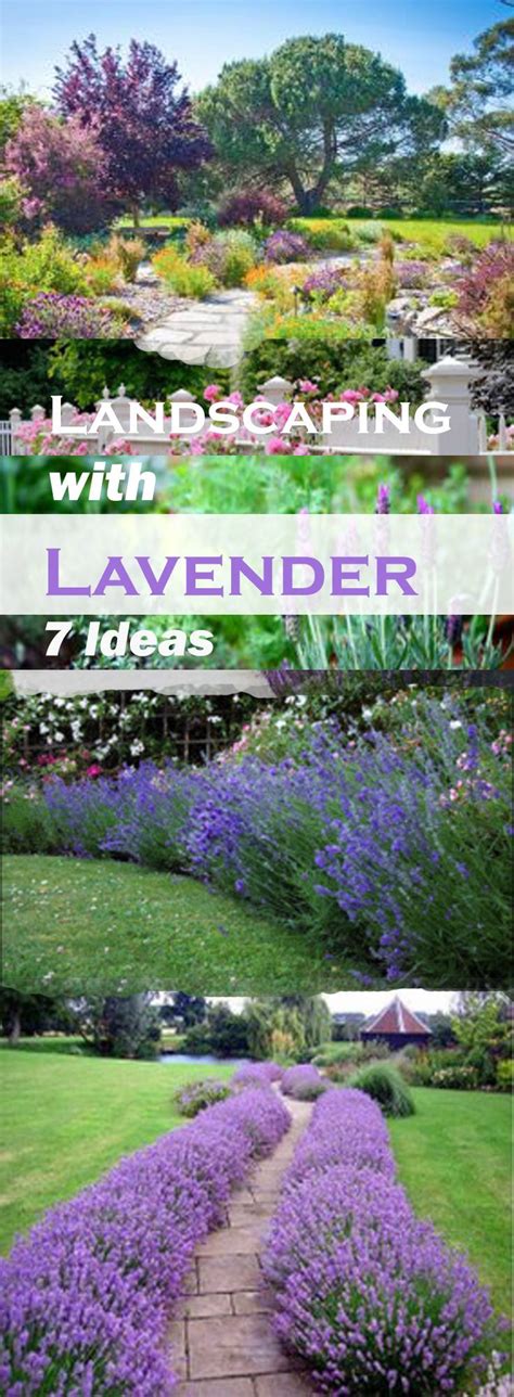 25 Amazing Ideas on Landscaping with Lavender | Garden design, Lavender ...