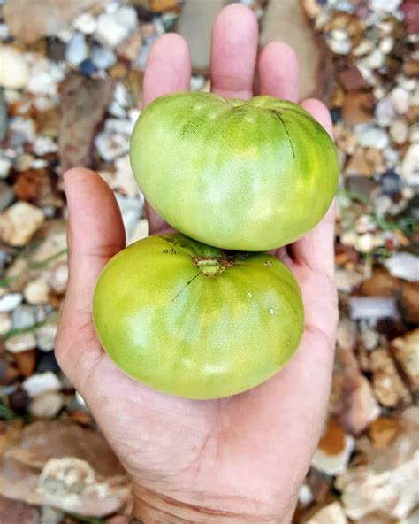 Green Giant tomato harvest today. #greentomatoes #organicgardening # ...