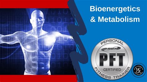 Bioenergetics & Metabolism | Exercise Physiology | Health and Fitness ...