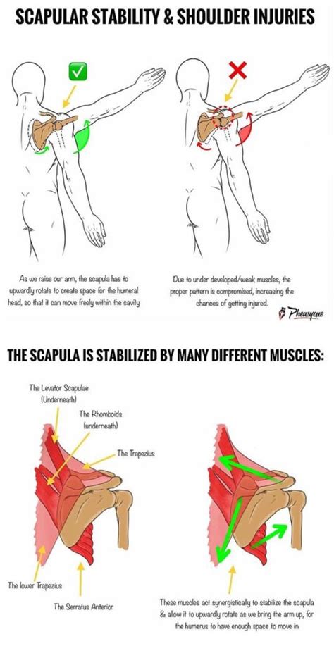 SCAPULAR STRENGTH & SHOULDER INJURIES