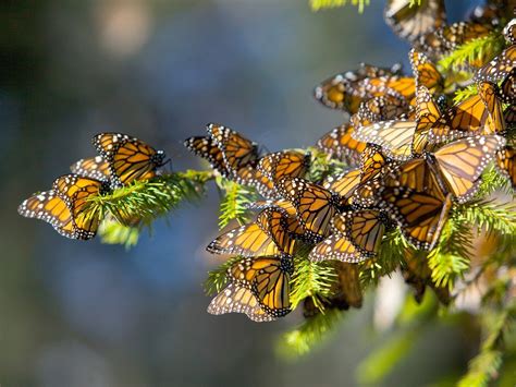 The Monarch Butterfly Biosphere Reserve, a UNESCO World Heritage site in Michoacán that welcomes ...