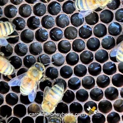 What do Bees Eat? 🐝 - Carolina Honeybees