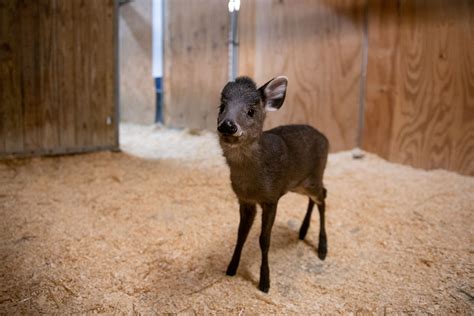 Columbus Zoo Celebrates the Birth of Baby Tufted Deer - Be Inspired