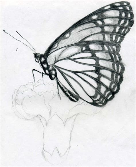 Butterfly Pencil Drawings You Can Practice