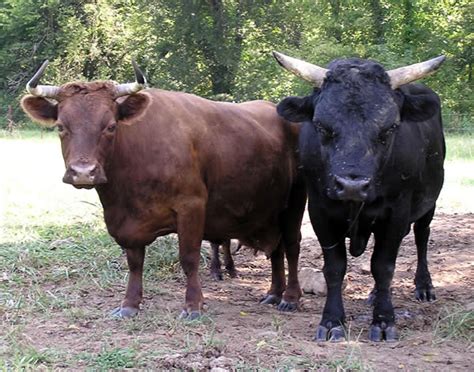 Dexter Cattle For Sale - Foggy Bottom Farms