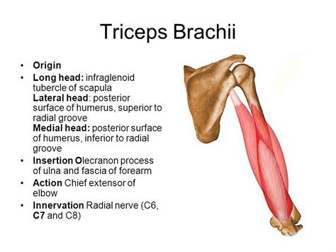 Acupressure More Effective Than Physical Therapy | Muscle anatomy ...