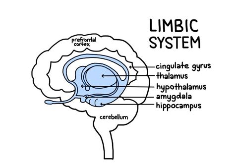 Biopsychology: Studying the Brain and Behavior