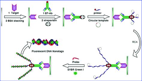 Principle of a combined biotin/streptavidin-RCA label amplification ...