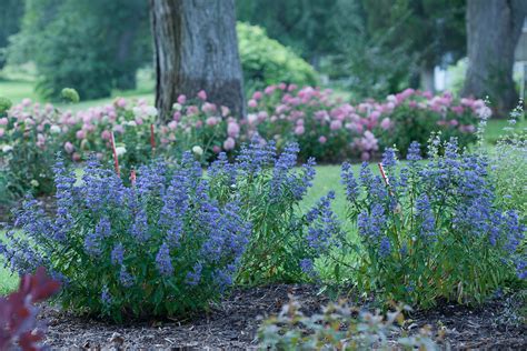 Late-blooming shrubs for the Midwest landscape, caryopteris, panicle hydrangea, fall color