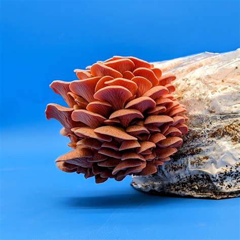 Pink Oyster Mushroom - 5 lbs Grow Kit - Spawn Magic