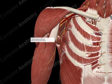 Thoracodorsal Nerve | Complete Anatomy