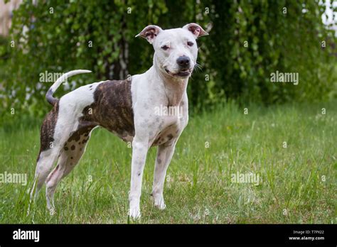 Brindle And White American Pitbull Terrier - img-napkin