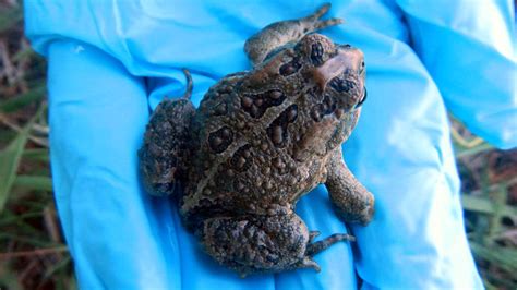 Canadian toads relocated next door, warts and all | BHP