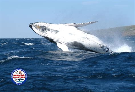 Whale Watching Photos - Narooma Charters