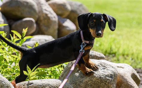 Dachshund Chihuahua Mix: Personality Traits & Facts