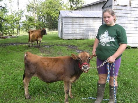 Riverview Farms Miniature Jersey, Jey-Low, Lowline Cattle