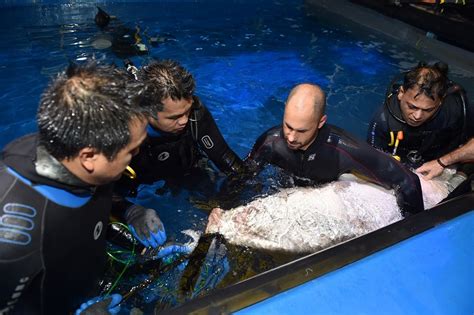 Dubai Aquarium introduces shark breeding programme, new visitor experiences