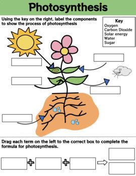 Digital Photosynthesis Labeling Worksheet by The Learning Stem | TPT