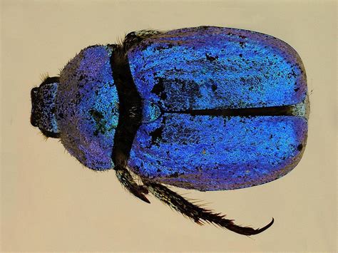 BishopMuseum, A blue iridescence scarab beetle from the insect...