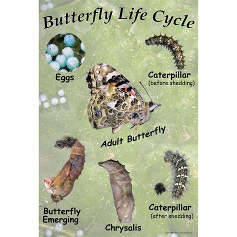 Painted Lady Butterfly Life Cycle Chart | Carolina.com