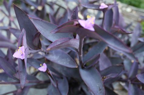 Plant of the Month: Purple Heart | The Desert Horticultural Society of ...