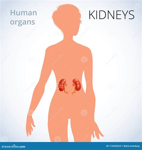 The Location of the Kidneys in the Female Body, the Human Excretory System Stock Vector ...