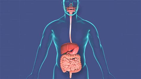 Digestive System Animation Video