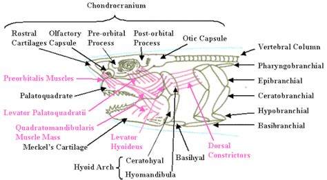 White Shark Bite Kinematics