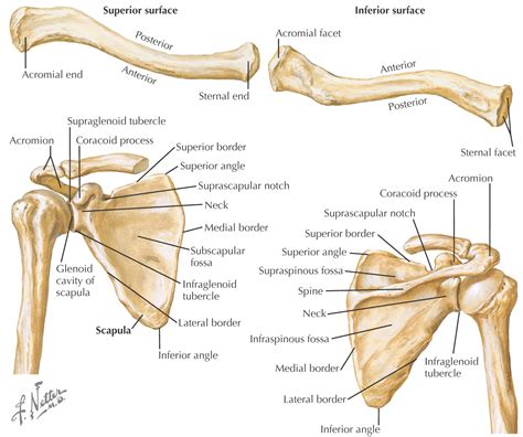 22: Introduction to the Upper Limb, Back, Thorax, and Abdomen | Pocket Dentistry