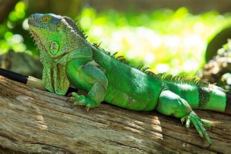 Green Iguana Facts and pictures | Reptile Fact