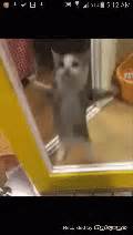 Cat Jumping GIF - Cat Jumping Happy - GIF 탐색 및 공유